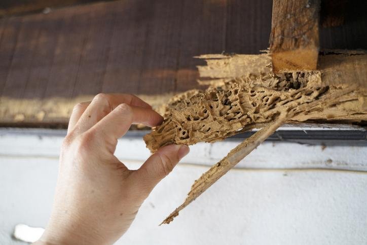 termite attack in wood