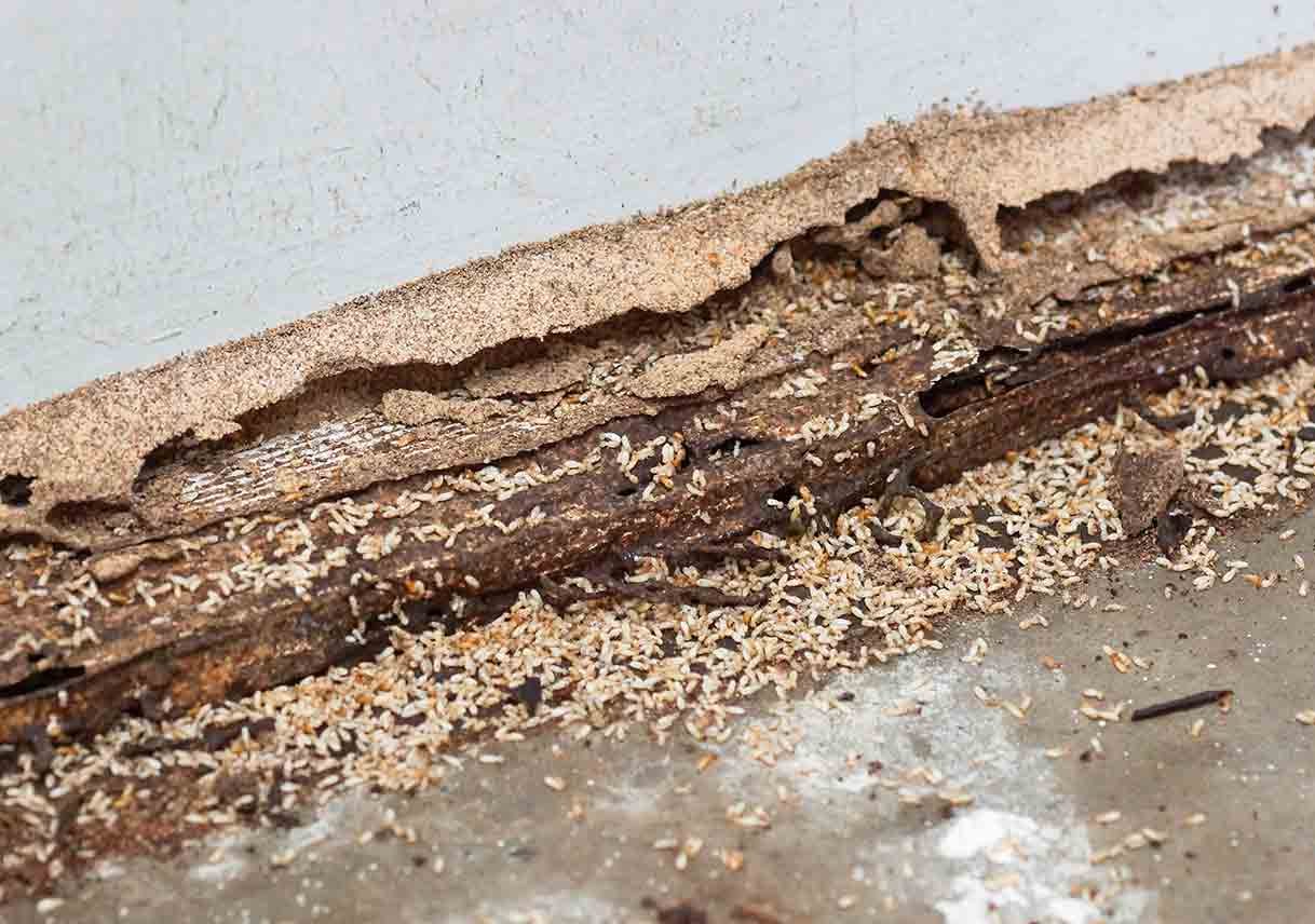 termite treatment in Karachi