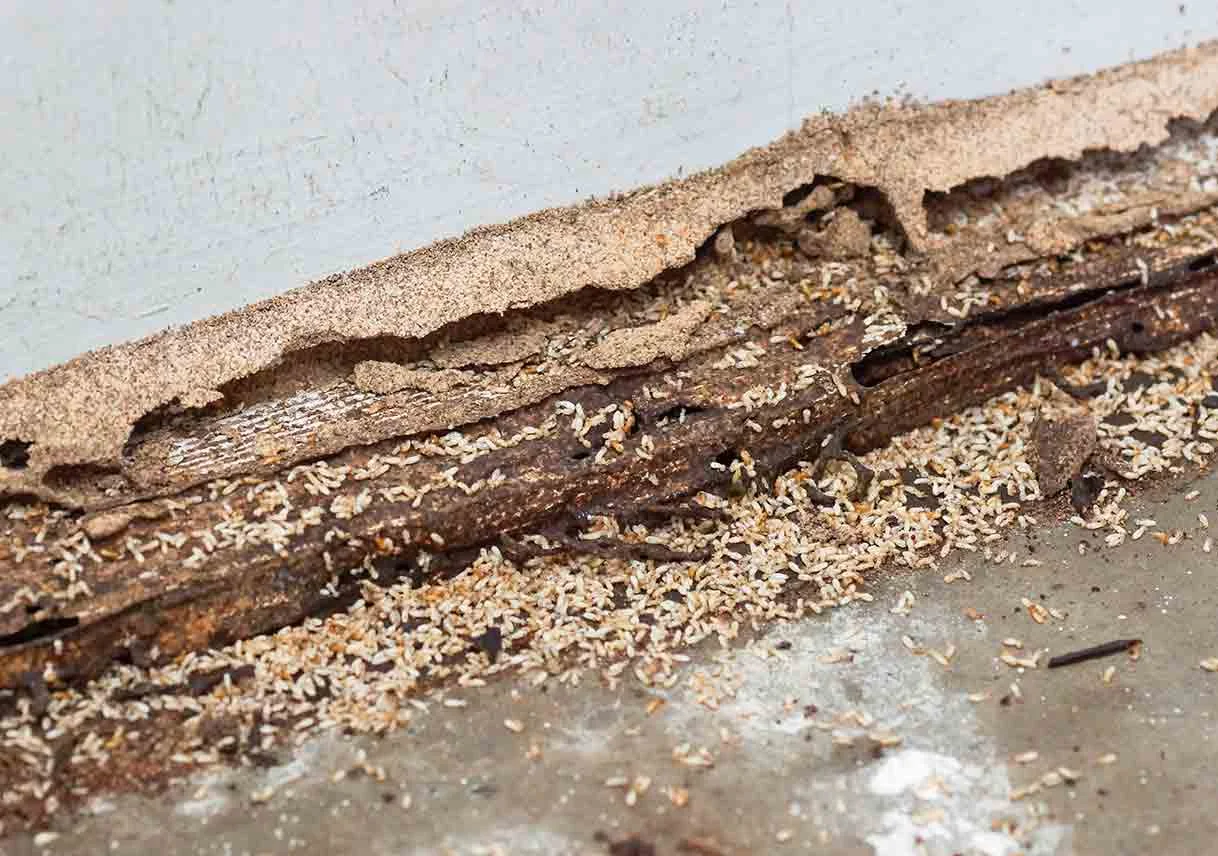 termite treatment in Karachi